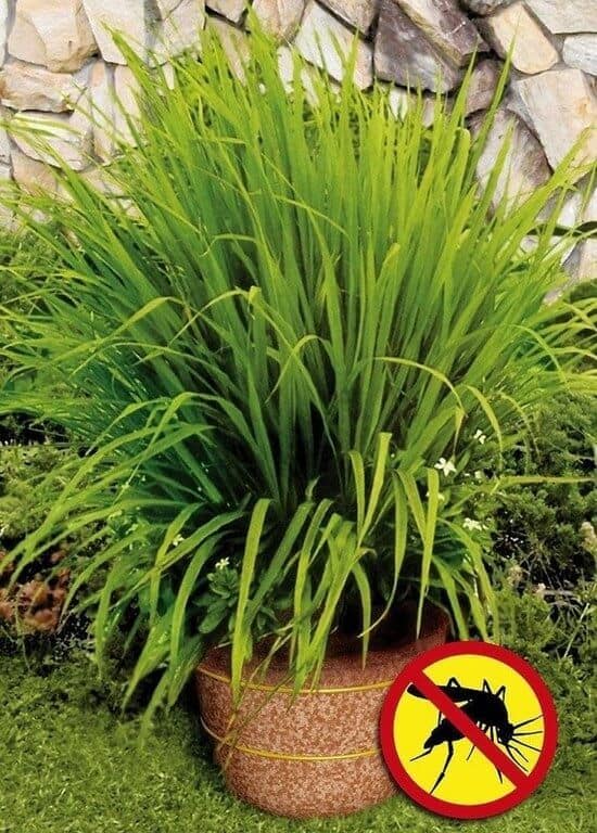 Plant lemongrass to repel mosquitoes and other great backyard ideas