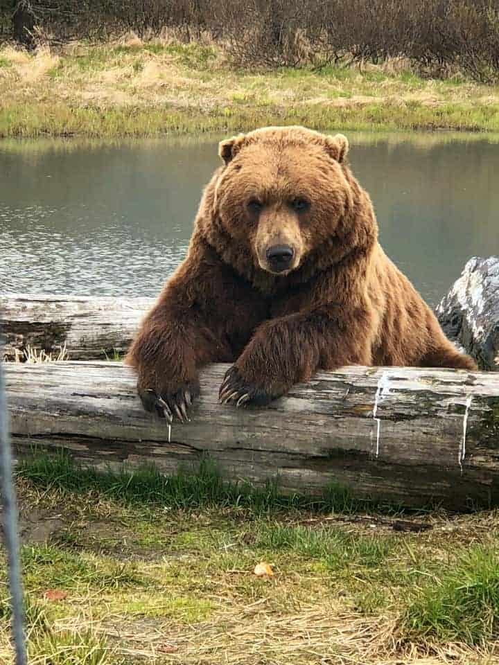 Big Brown Bear in front of lake