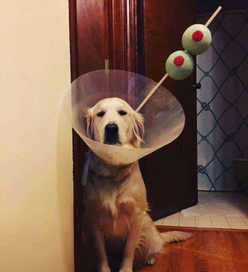 Hilarious cone of shame dog Halloween costume