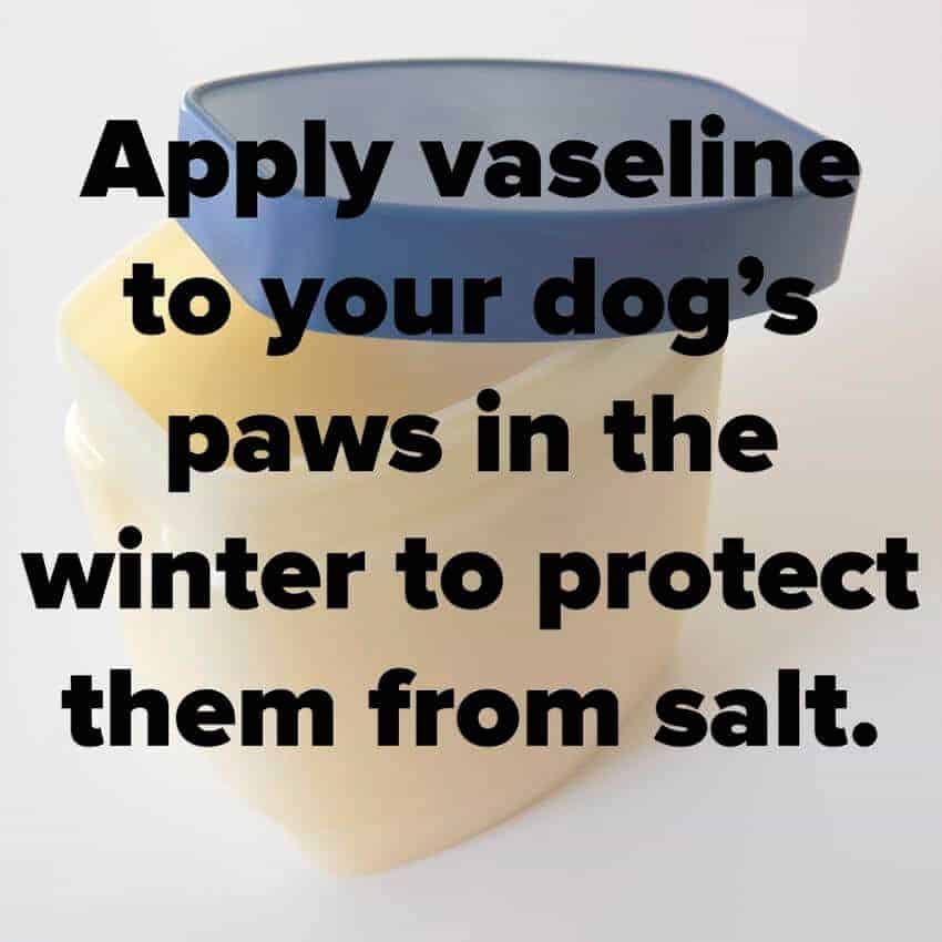 Use Petroleum Jelly to Protect your Dog's Paws from Salt in the Winter via Mashable | Winning Winter Weather Hacks