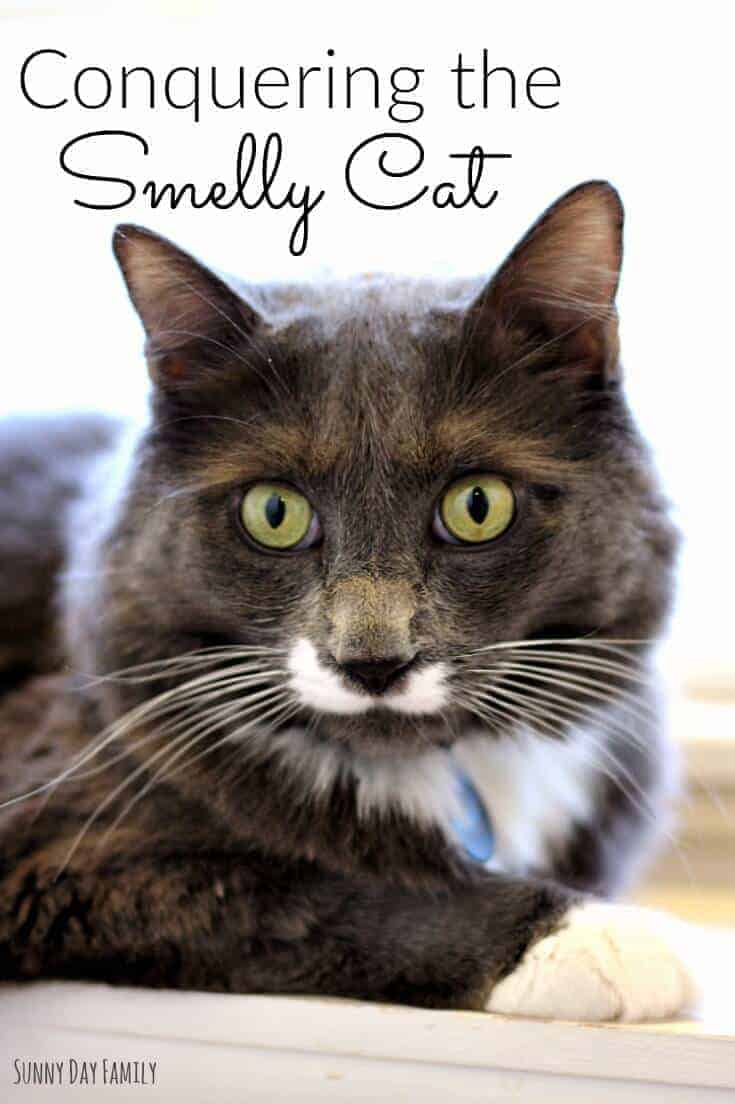 How to Keep a Home Odor Free with Cats by Sunny Day Family | Smell Hacks that will have your home smelling amazing! 