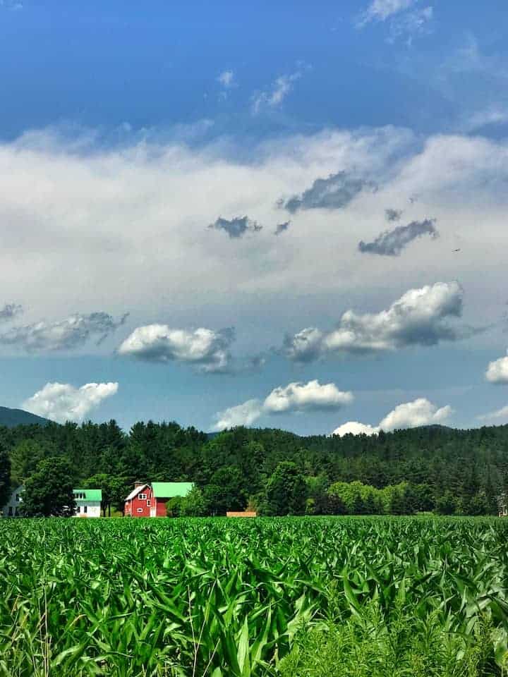 Vermont cornfield and barn