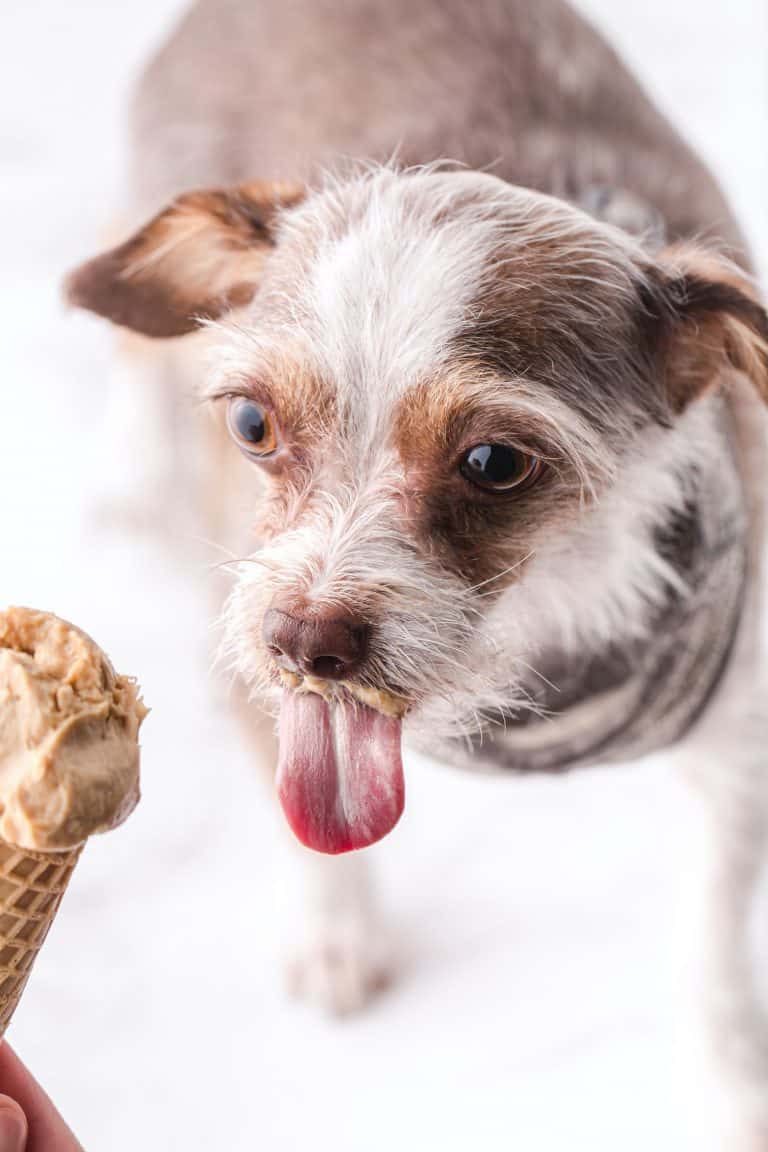 Peanut Butter Dog Ice Cream - Princess Pinky Girl