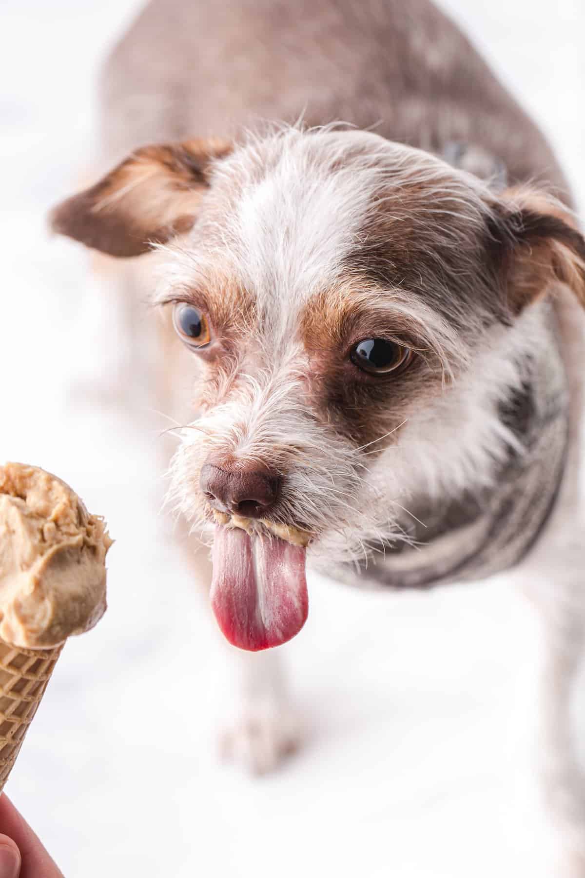 dog licking the ice cream