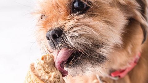 Homemade puppy hotsell ice cream