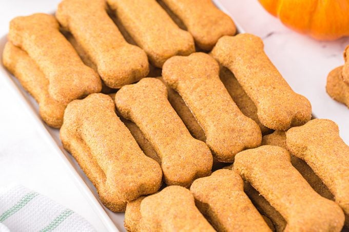 pumpkin dog treats lined up in a tray. 