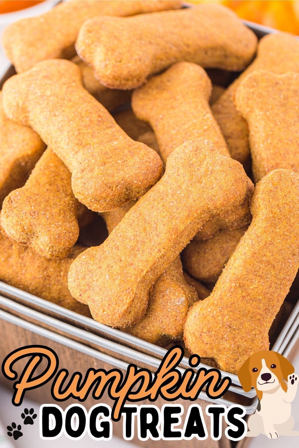 Pumpkin dog treats recipe pin with bone-shaped cookies stacked in a tin.