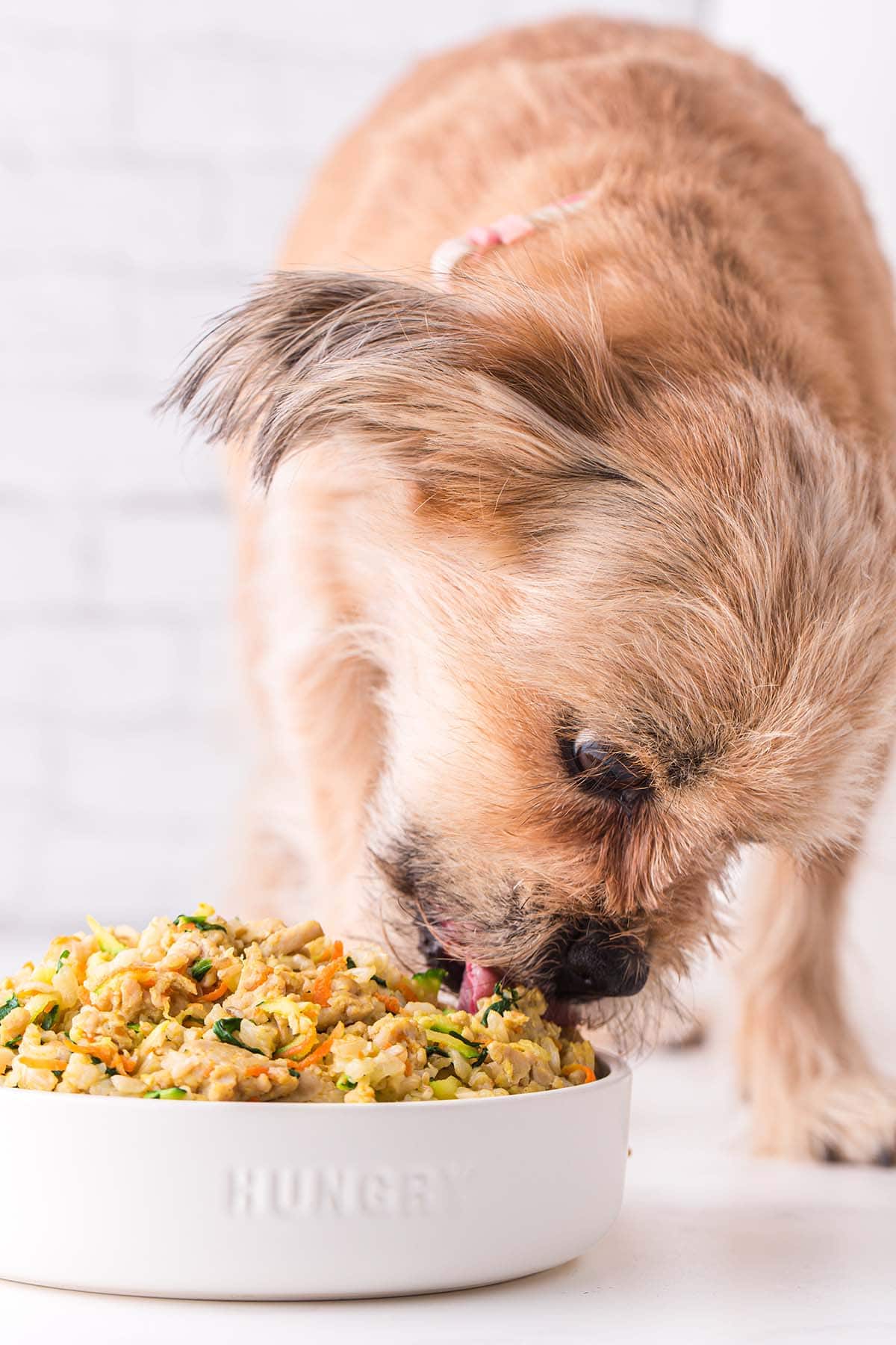 Dog eating homemade dog food from a white bowl.