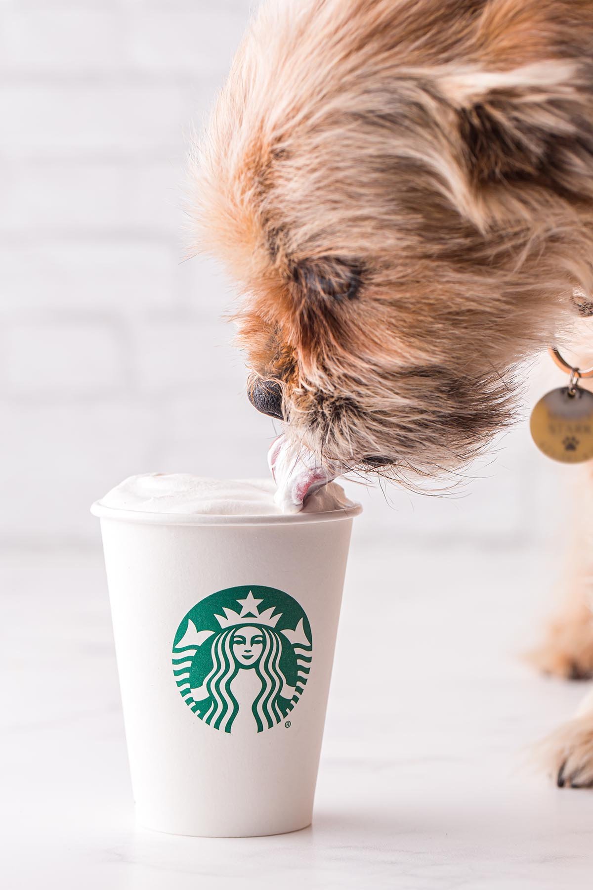 dog licking Copycat Starbuck Pupicchino