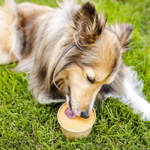 pumpkin dog ice cream featured image