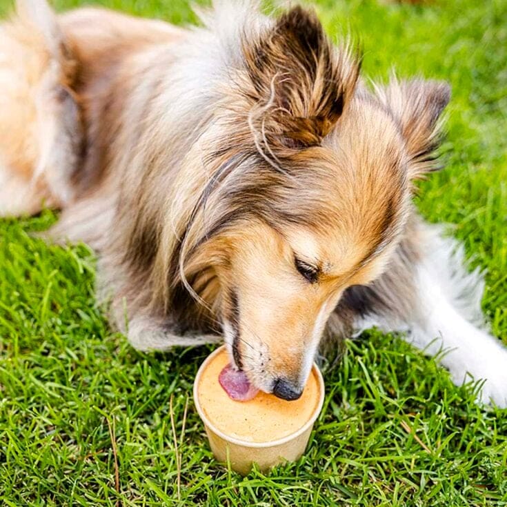 pumpkin dog ice cream featured image