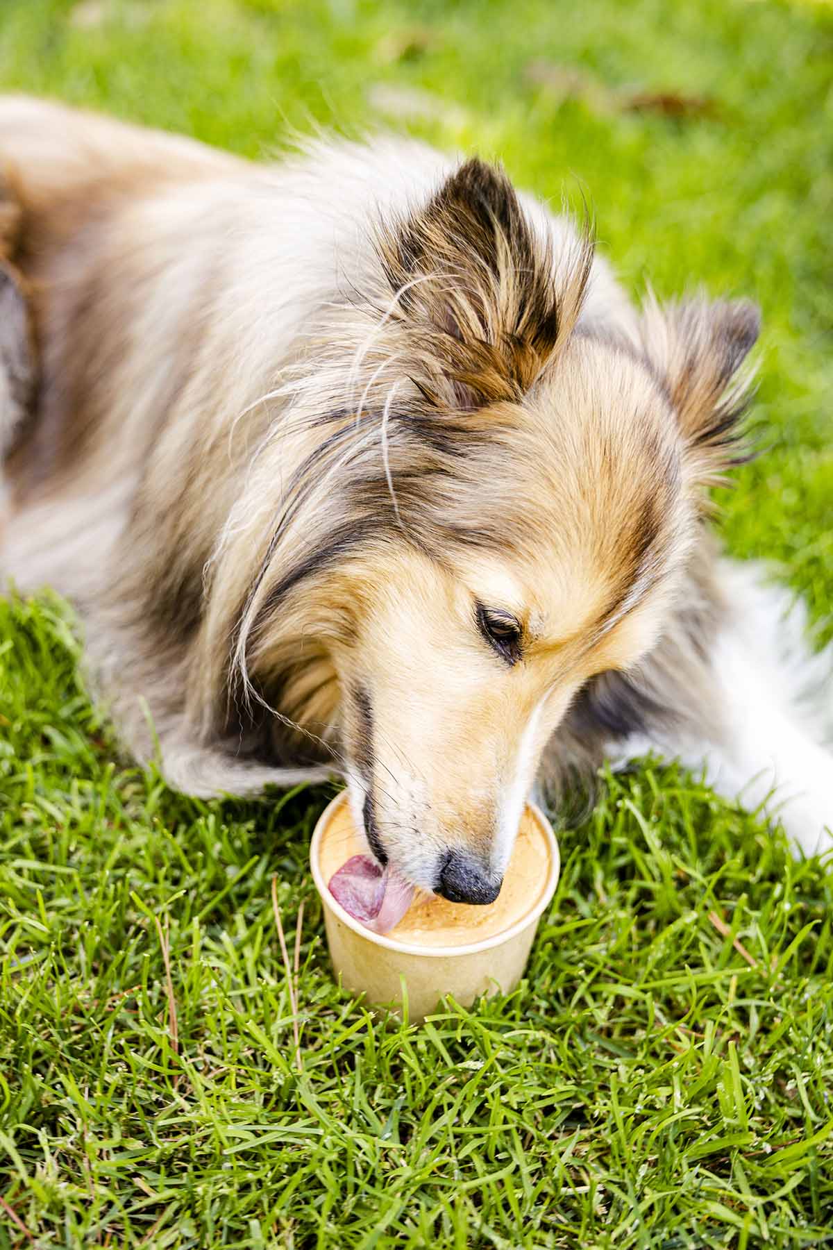 pumpkin dog ice cream hero image