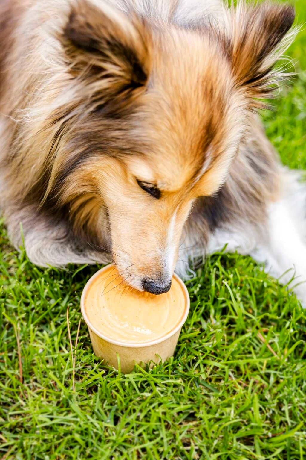 Pumpkin Dog Ice Cream - Princess Pinky Girl