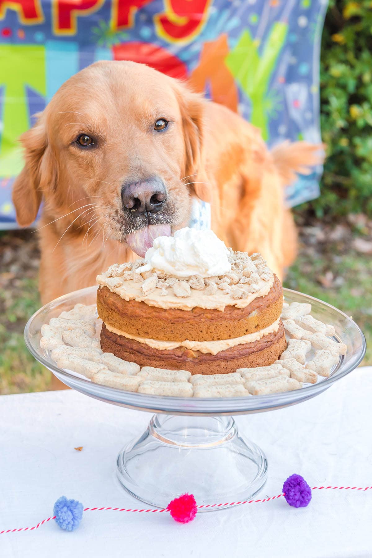 doggy eating birthday cake
