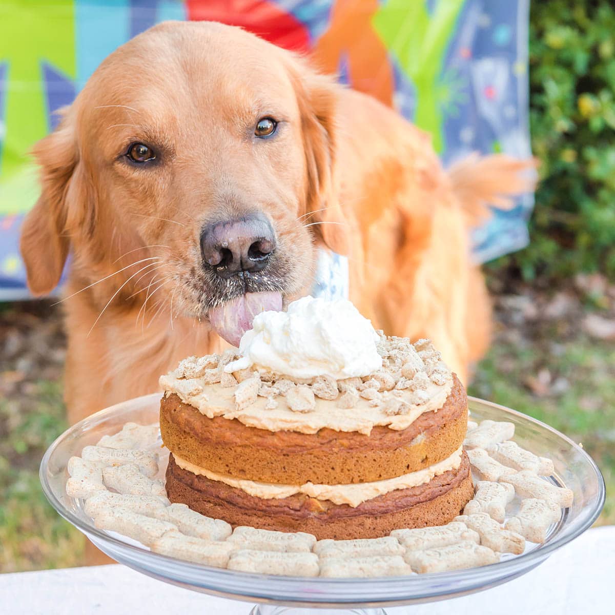 DIY Birthday Cake for Dogs - Princess Pinky Girl