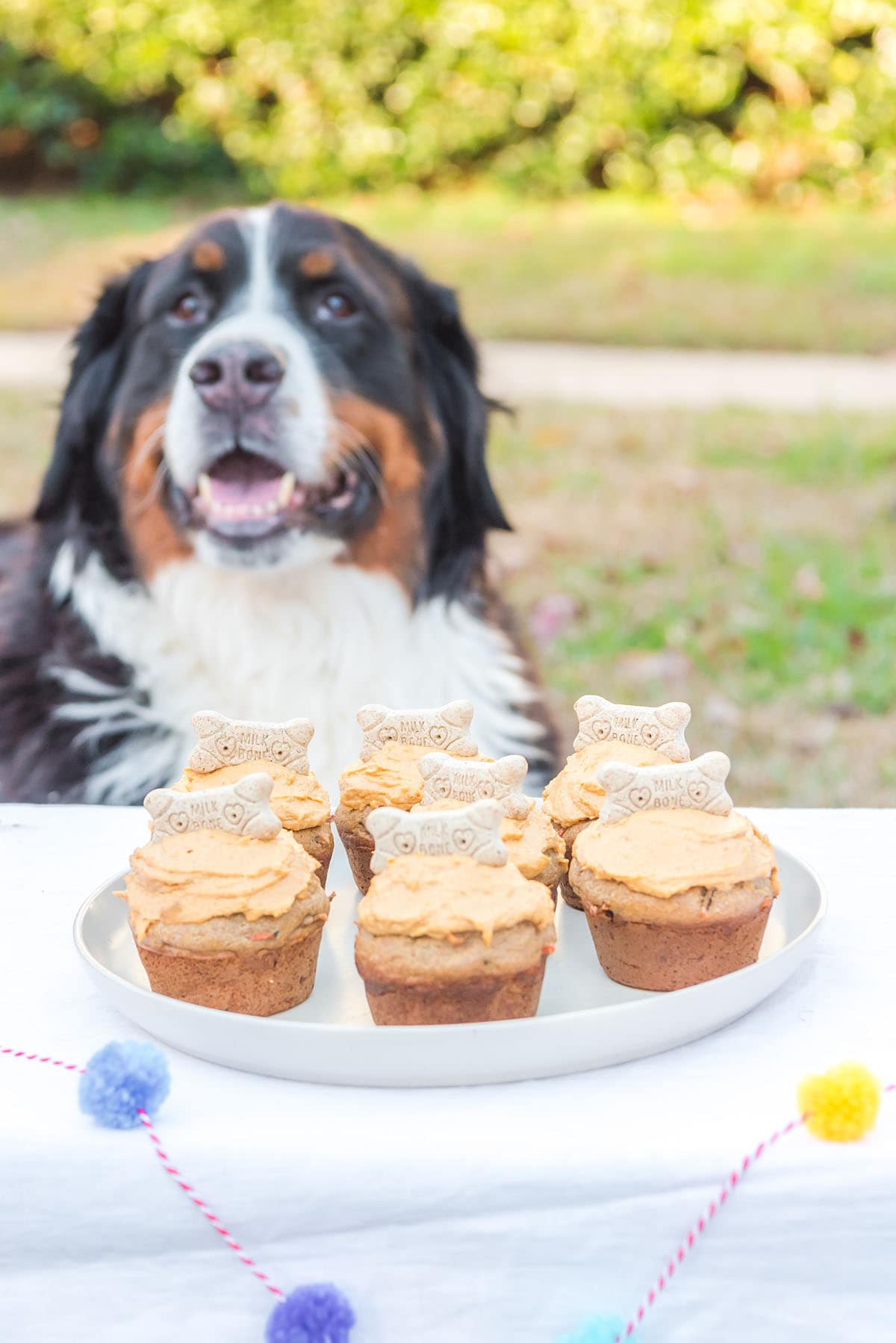 Doggie Cupcakes on a plate with doggo