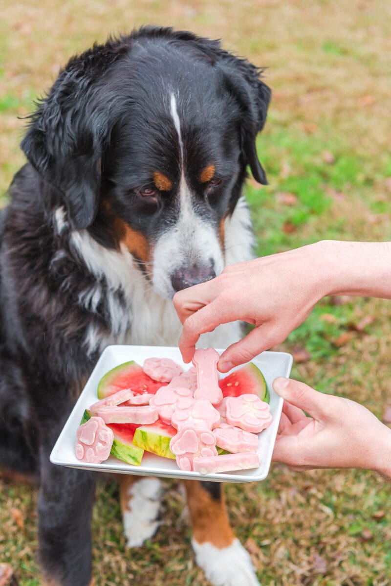 Photo inspiration: Fresh Look at Frozen Dog Treats