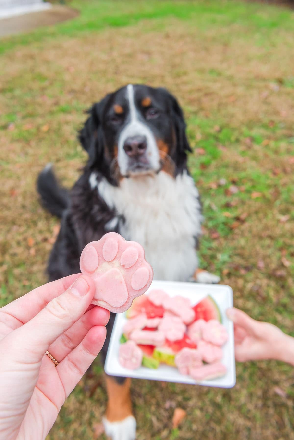 Hand holding a paw-shaped frozen treat with a dog waiting in the background.