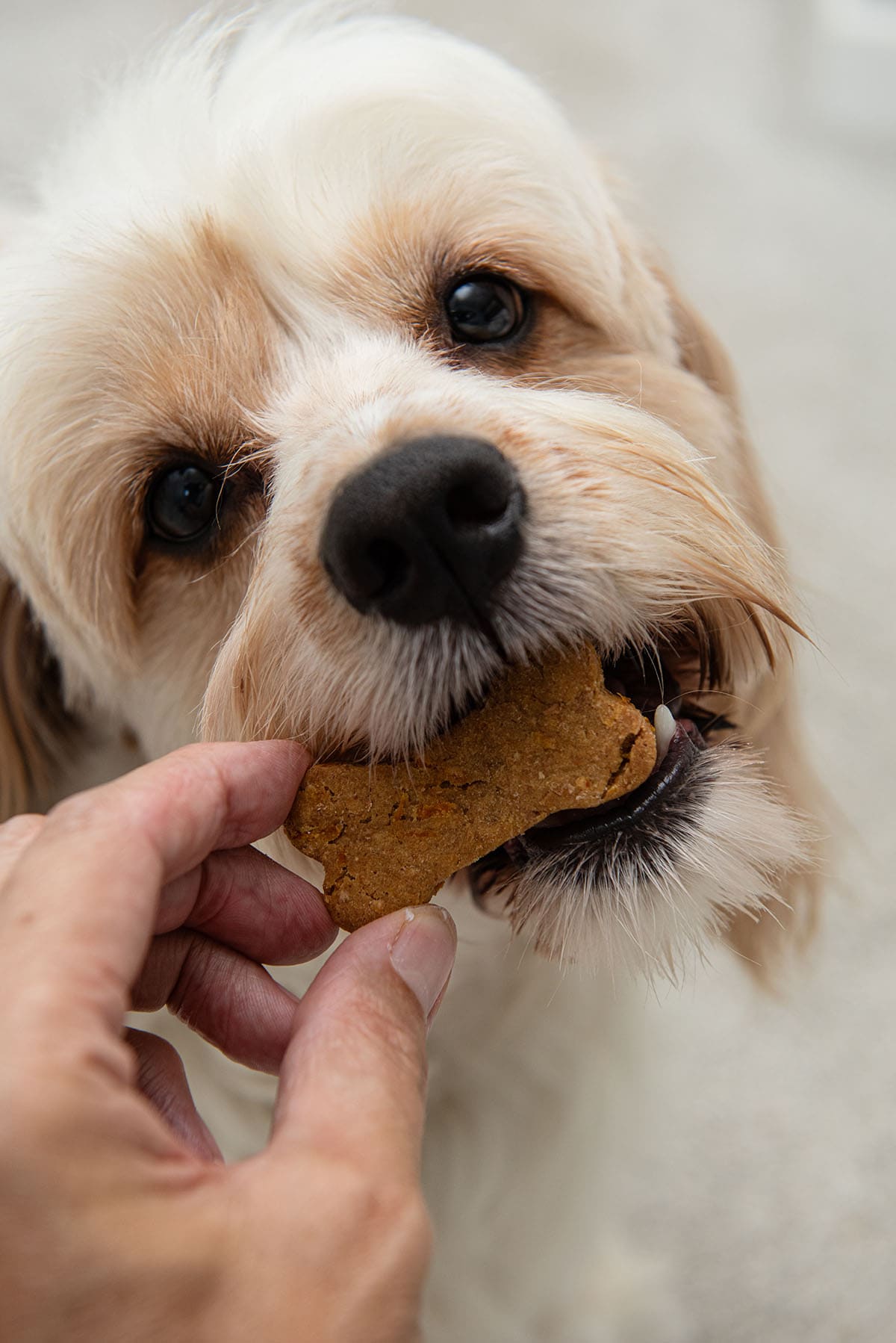 a dog eating carrot dog treats. 