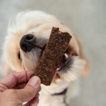 Dog eating a piece of beef jerky from a person's hand.