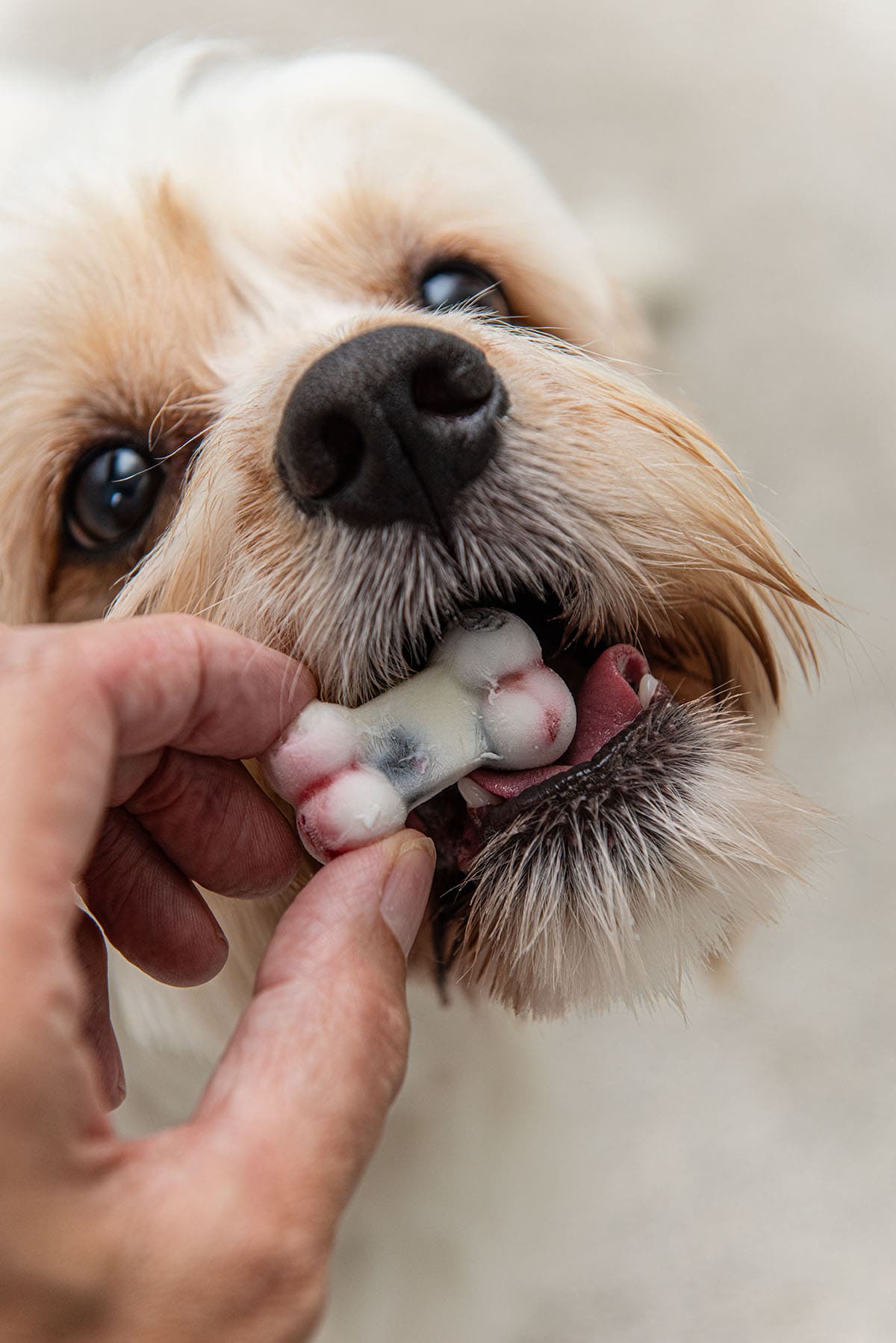 dog eating yogurt dog treats. 