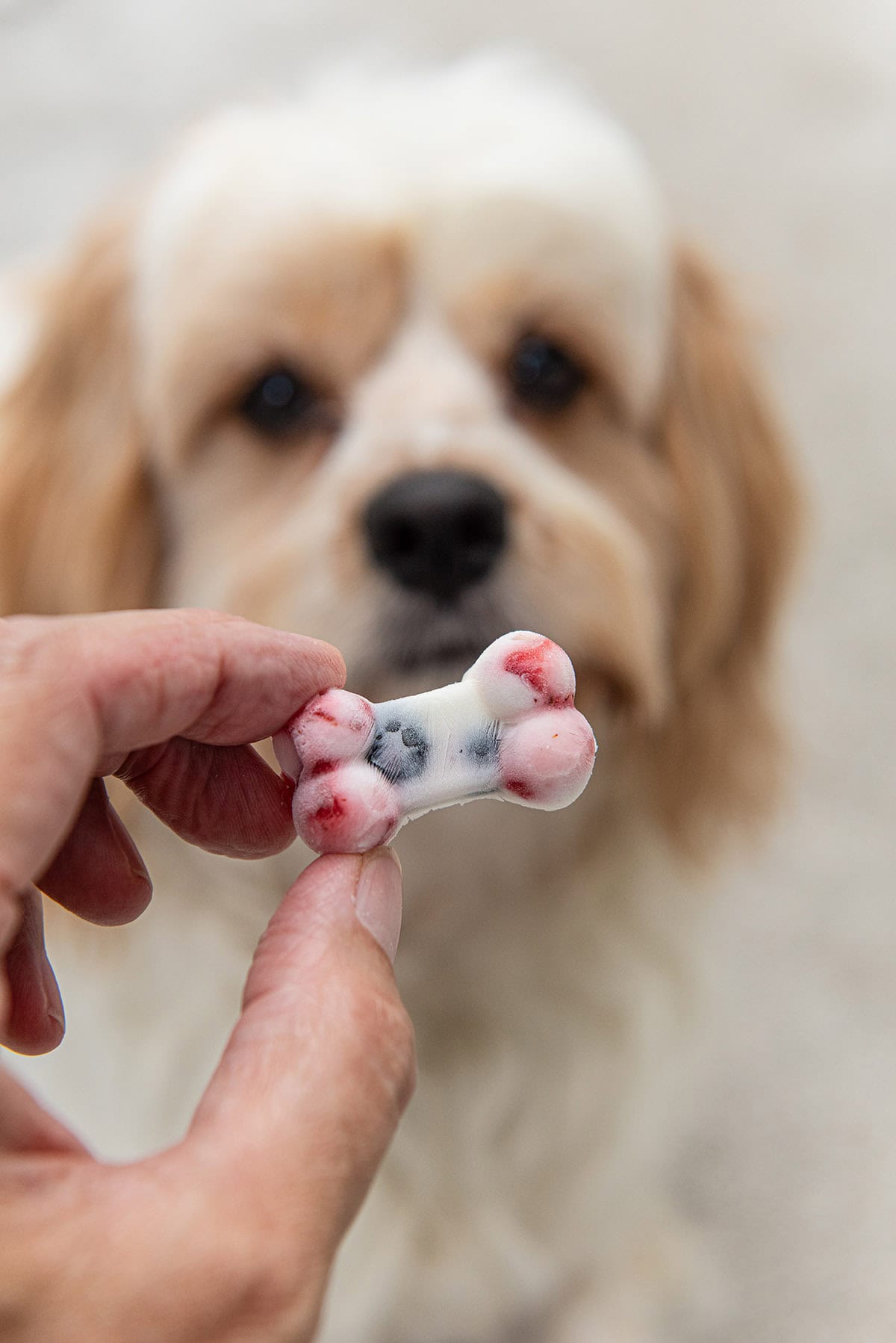 hand holding yogurt dog treats in front of a dog. 