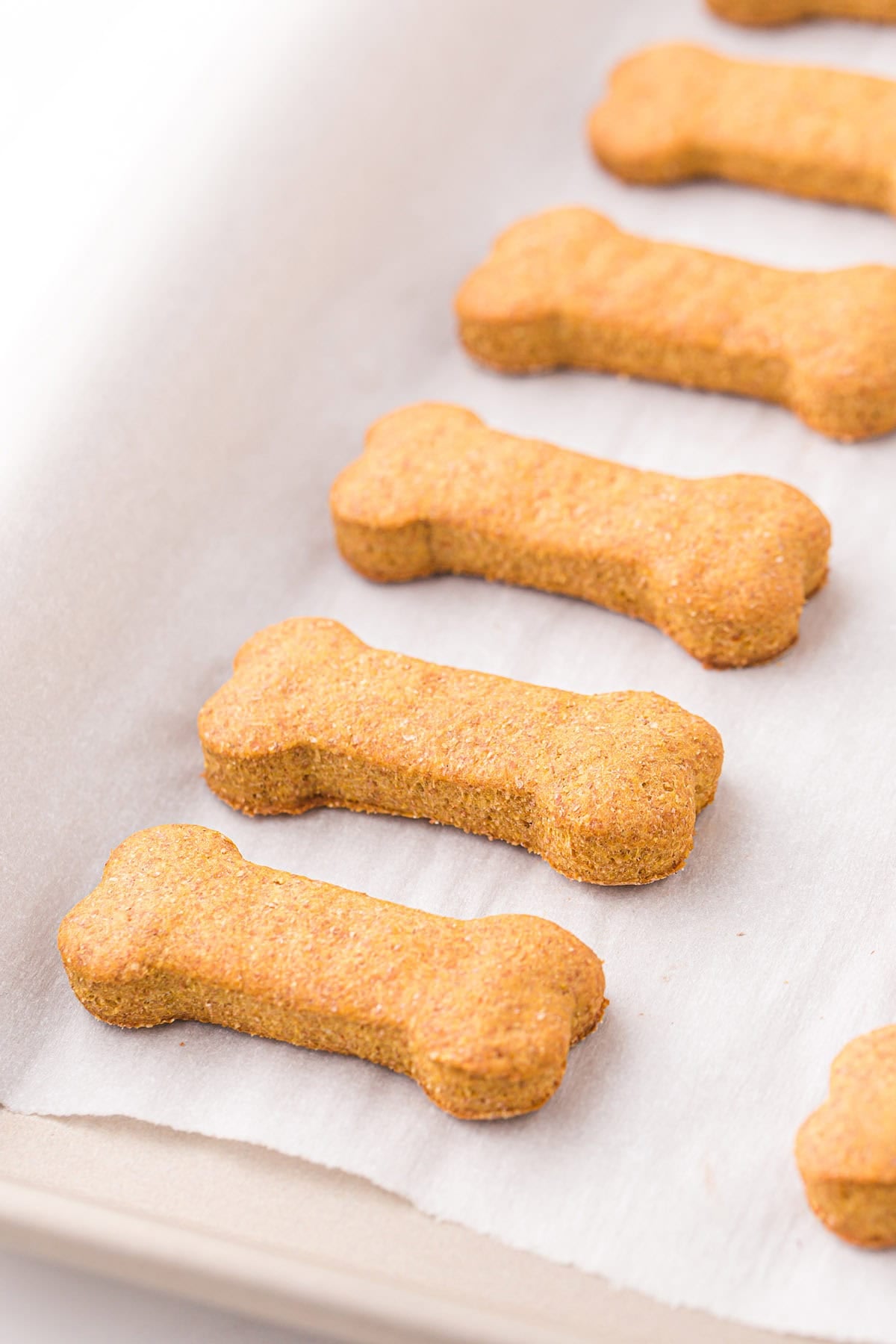 Rows of baked pumpkin dog treats on parchment paper, close-up angle.