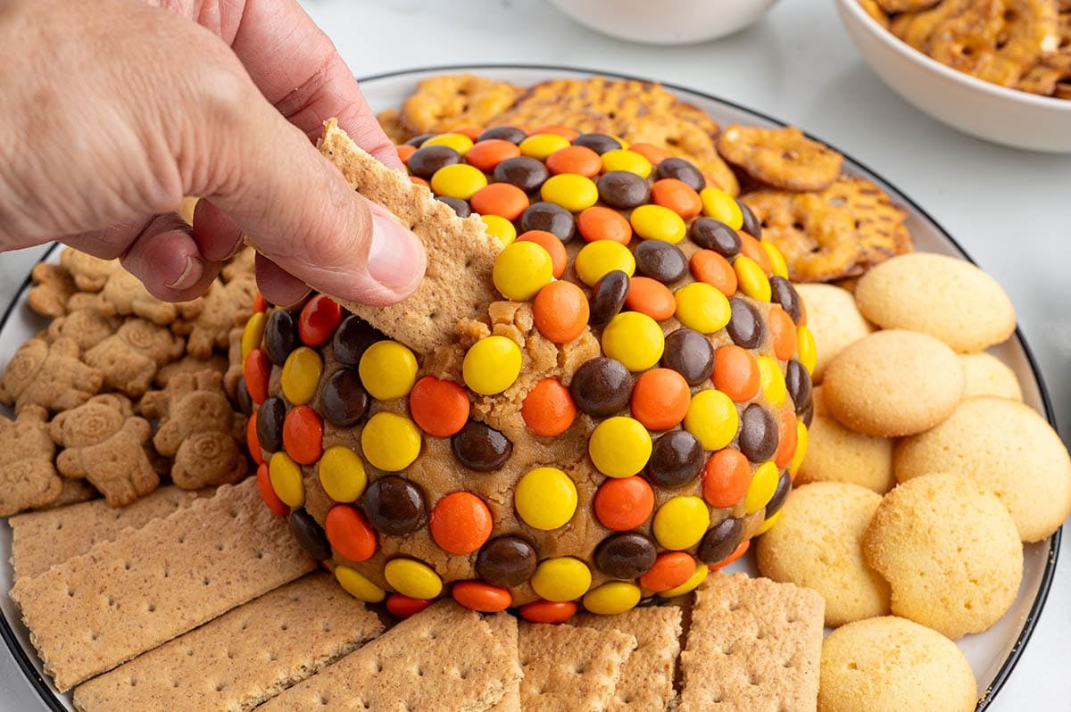 Hand dipping a graham cracker into a peanut butter cheese ball covered in Reese's Pieces.
